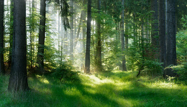 Forest Trails