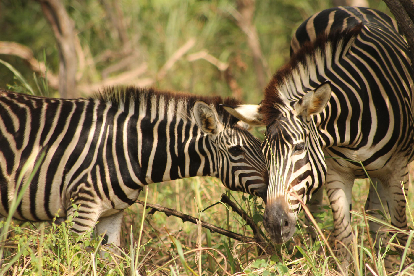 Gambia Tours & Travel Ltd